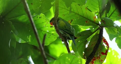 Red-breasted parakeet perched on branch in tropical forest Stock Footage 333005476