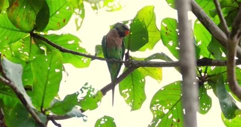 Red-breasted parakeet perched on tree branch, tropical forest wildlife Видео 330519625