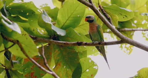 Red-breasted parakeet perched on tree branch, tropical forest wildlife 스톡 동영상 332387283