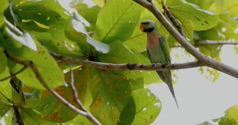 Red-breasted parakeet perched on tree branch, tropical forest wildlife Stock Footage 332417940