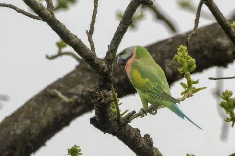 Red-breasted Parakeet perched on a tree branch in Manas Park, Assam, India. Stock Photos