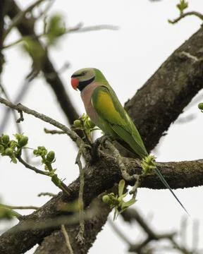 Red-breasted Parakeet perched on a tree branch in Manas Park, Assam, India. Stock Photos