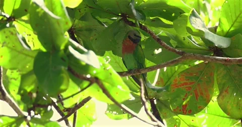 Red-breasted parakeet perching on tree branch, tropical forest canopy, Видео 332605577