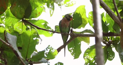Red-breasted parakeet perching on tree branch, tropical forest canopy Видео 333474366