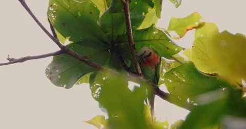 Red-breasted parakeet perching on tree branch under green leaves, trop Видео 335057777