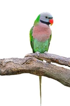 Red-breasted parakeet Stock Photos
