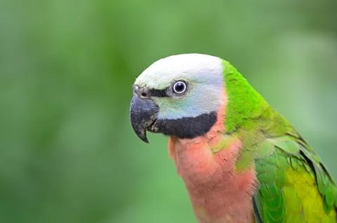 Red-breasted parakeet Stock Photos