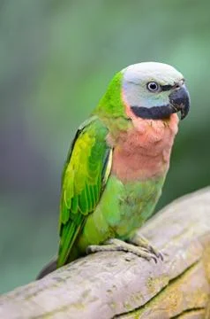 Red-breasted parakeet Stock Photos