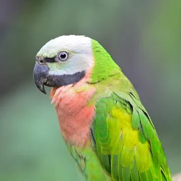 Red-breasted parakeet Foto stock