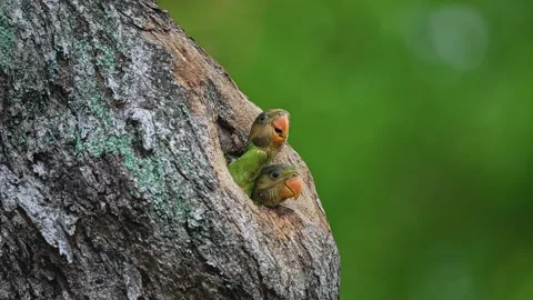 Red-breasted Parakeets At Its Nest Hole In A Tree - Close Up 스톡 동영상 291044503