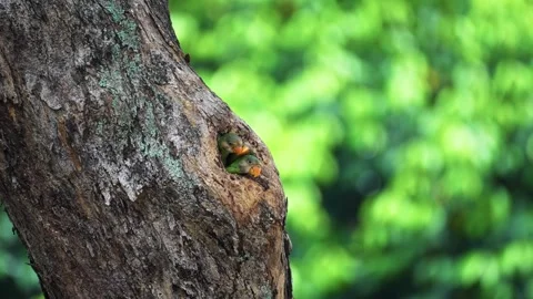 Red-breasted Parakeets Nesting In A Hollow Tree Hole. Selective Focus Shot 動画素材 315427313