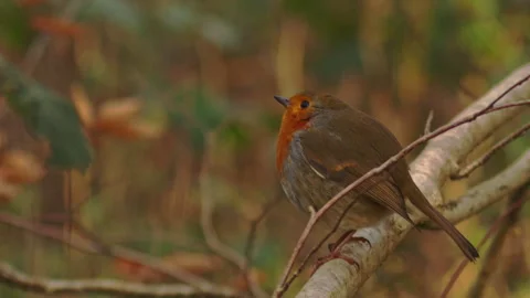 Red-breasted robin on branch in forest woodland 스톡 동영상 251045008