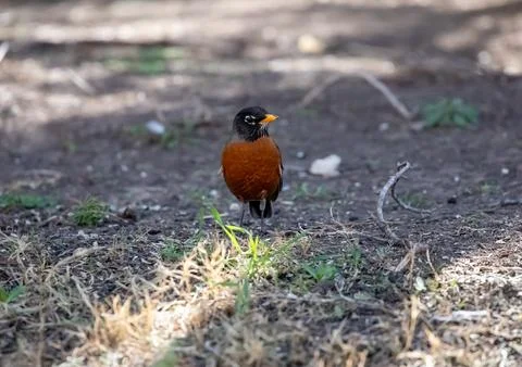 Red breasted Robin feeding on the ground Stock Photos