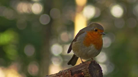 Red-breasted robin perched on branch in forest woodland 스톡 동영상 251051122