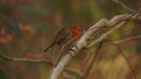 Red-breasted robin perching on a tree branch in the countryside 스톡 동영상 251041953