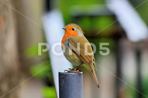 Red-Breasted Robin Stock Photos