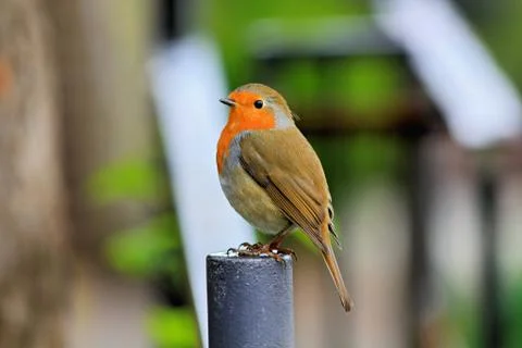 Red-Breasted Robin Stock Photos