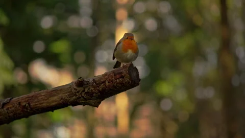 Red-breasted robin with puffed out feathers perched on the end of a woodland 스톡 동영상 251052024