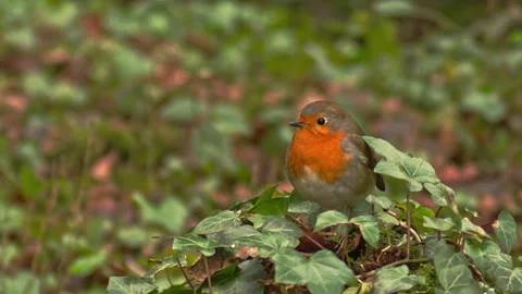 Red-breasted robin sitting on ivy in forest woodland Vídeo Stock 251049861