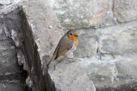 Red breasted robin on a wall Foto stock
