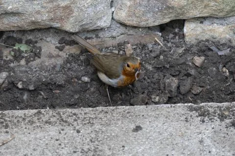 Red breasted robin with worm in beak Stock Photos