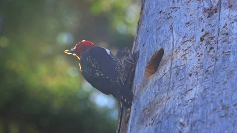 Red Breasted Sapsucker Feeds Chick in Tree Backlit Stock Footage 162590399