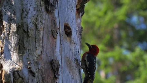Red Breasted Sapsucker Feeds Chick in Tree Stock Footage 162590415