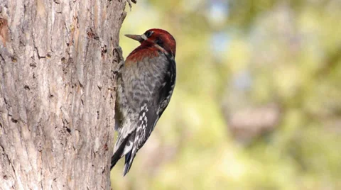 Red-breasted Sapsucker Stock Footage 35194806
