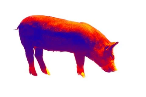 The red breeding pig, sow. Stock Photos