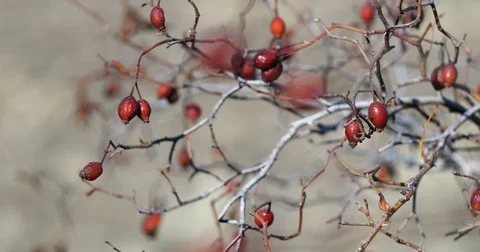 Red briar berries in autumn Stock Footage 83358997