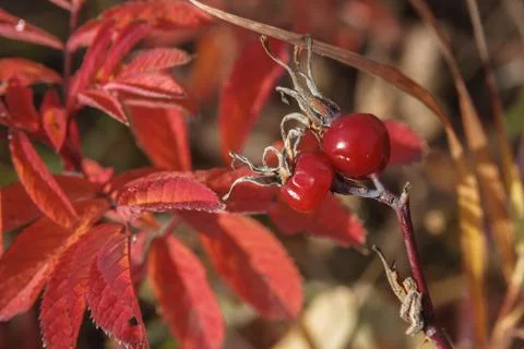 Red  briar foetuses on a background of red leaves Foto stock