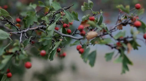 Red briar with green leaves on the wind Stock Footage 35995059