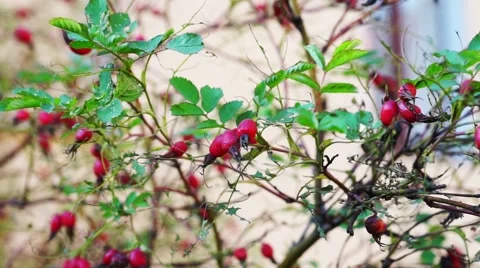 Red Briar With Green Leaves On The Wind Stock Footage 44751777