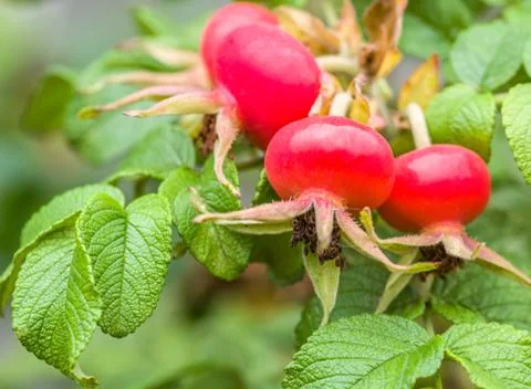 Red briar with leafs Stock Photos