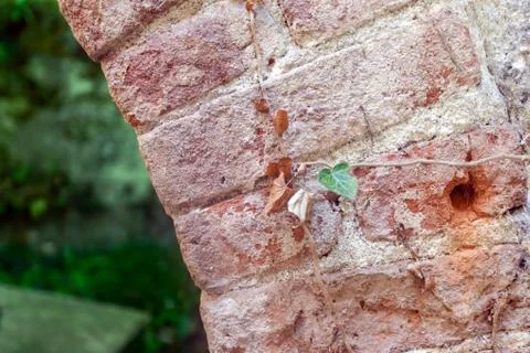 Red brick arch Stock Photos