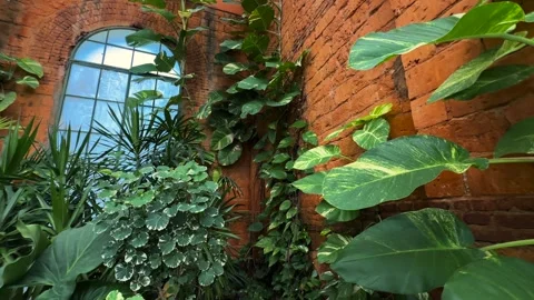 Red brick building Interior with lush tropical Plants Nursery Vídeos de archivo 340867857