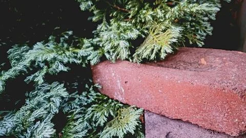 Red brick in conifer tree Stock Photos