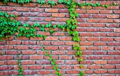 Red brick with vine Stock Photos