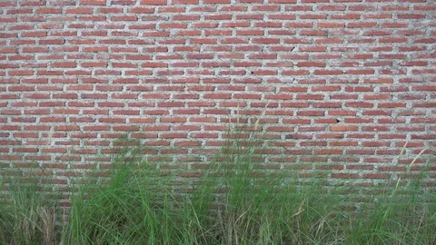 Red brick wall and grass flower. Stock Footage 89825254