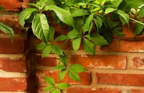 Red brick wall with a climbing vine Stock Photos