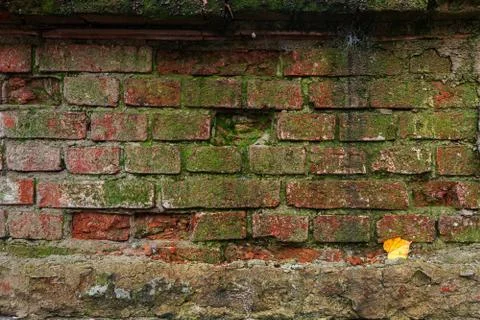 Red brick wall closeup. Stock Photos