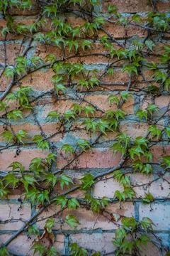 Red brick wall covered with grape Stock Photos