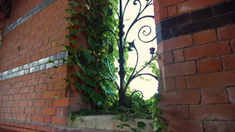 Red Brick Wall With Ivy Stock Footage 132342995