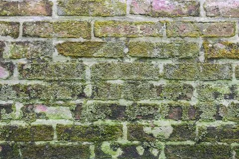Red brick wall with moss background texture Stock Photos