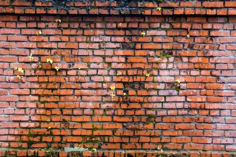 Red brick wall Stock Photos