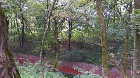 Red brick wall in the ravine forest Stock Footage 126584983