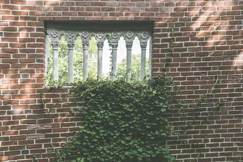 Red brick wall with small arched window openings and climbing vine plant Stock Photos