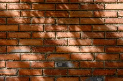 Red brick wall texture with branch shadows Stock Photos