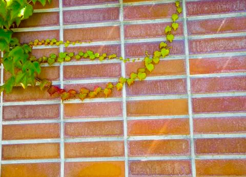Red brick wall with vine Stock Photos