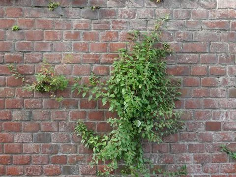 Red brick wall with weed background Stock Photos